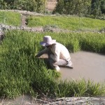 فارس - نورآباد ممسنی - پراشکفت (2) فارس - نورآباد ممسنی - پراشکفت (2)