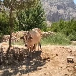 فارس - نورآباد ممسنی - پراشکفت (2) فارس - نورآباد ممسنی - پراشکفت (2)