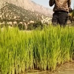 فارس - نورآباد ممسنی - پراشکفت (3) فارس - نورآباد ممسنی - پراشکفت (3)