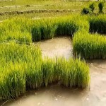 فارس - نورآباد ممسنی - پراشکفت (4) فارس - نورآباد ممسنی - پراشکفت (4)