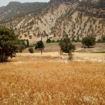 فارس - نورآباد ممسنی - پراشکفت (9) فارس - نورآباد ممسنی - پراشکفت (9)